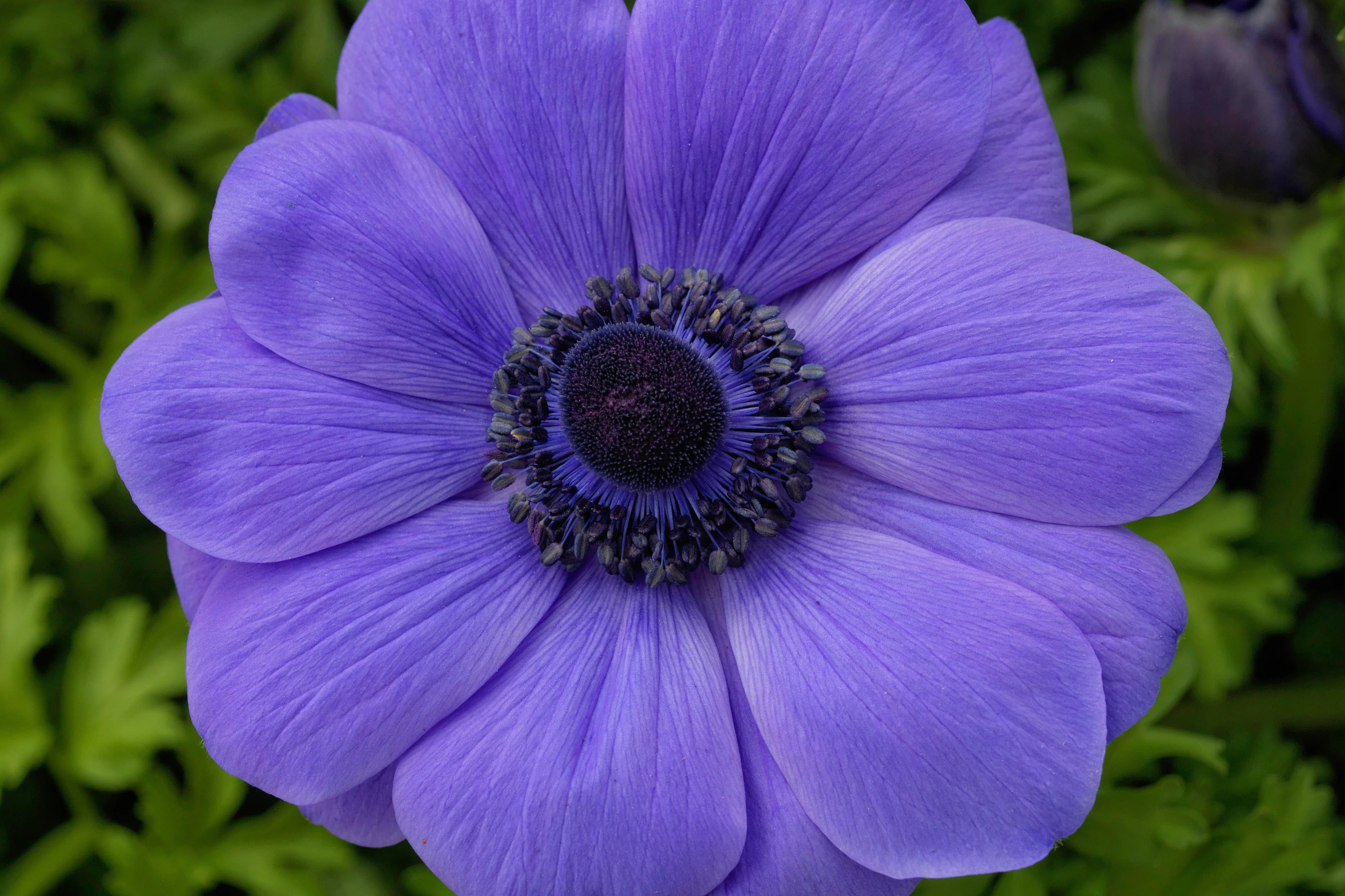 Bring Your Garden to Life