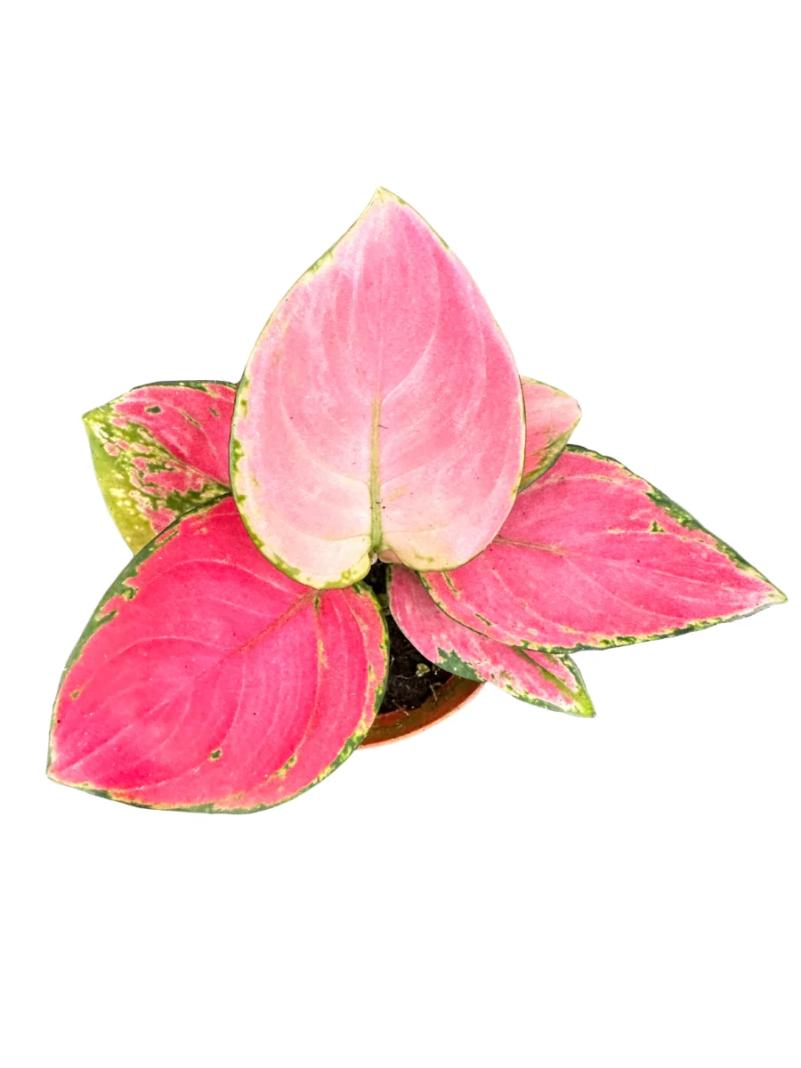 New Houseplants 2026