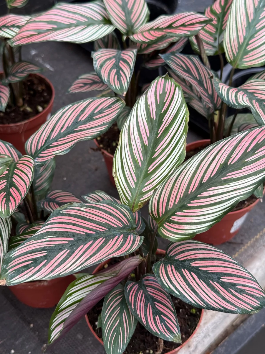 Select Houseplant Sale