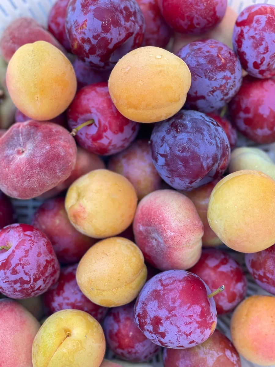 Rose and Fruit Tree Sale